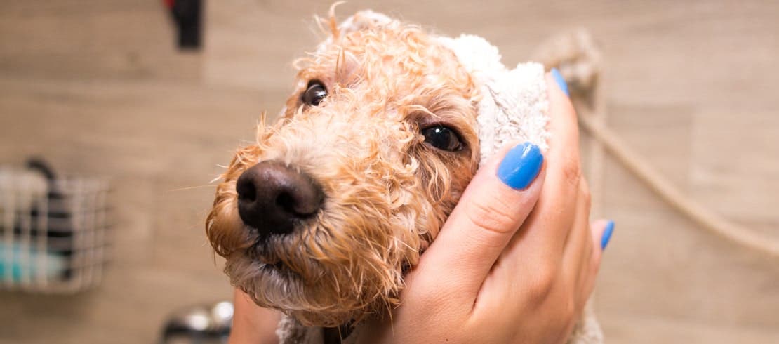 Woman rubbing soap on Golden Doodle’s head while giving it a bath.