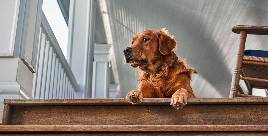 A red Golden Retriever looking to the side while sitting outside on a porch.