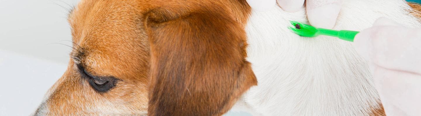 Removing a tick from the dog's neck with a tick removal tool