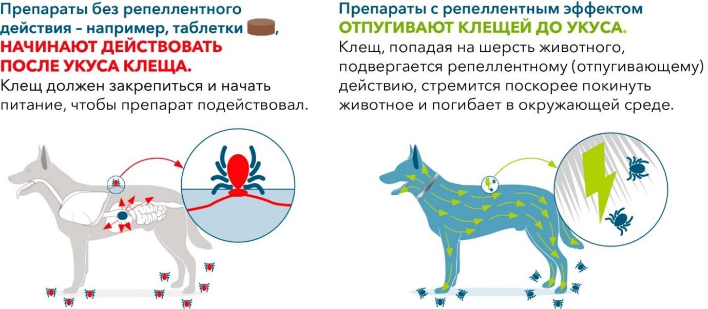 Препараты без репеллентного действия - например, таблетки, начинают действовать после укуса клеща. Клещ должен закрепиться и начать питание, чтобы препарат подействовал. Препараты с репеллентным эффектом отпугивают клещей до укуса. Клещ, попадая на шерсть животного, подвергается репеллентному (отпугивающему) действию, стремится поскорее покинуть животное и погибает в окружающей среде.