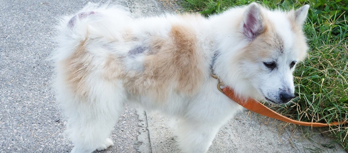 6 Reasons Your Dog Could Be Losing Hair
