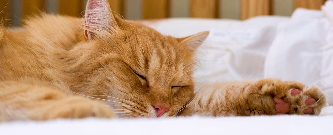 A tabby napping on bed