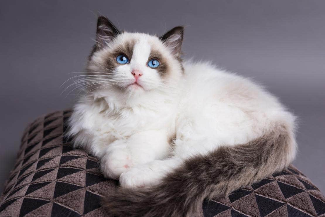 Ragdoll cat laying on a cushion