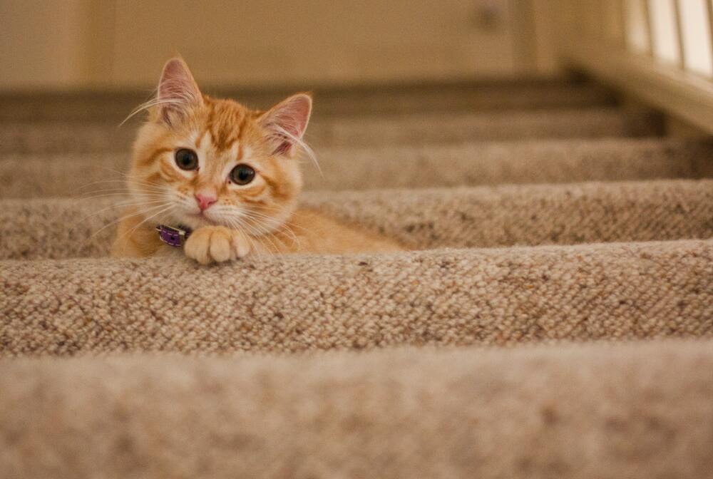 Immagine di gatto rosso sulle scale