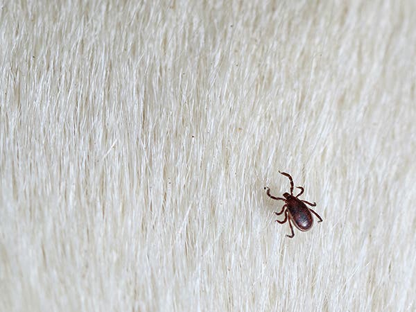 Ruskea koiran puutiainen ryömii valkoisessa turkissa, lähikuva Rhipicephalus Sanguineus -loiseläimestä