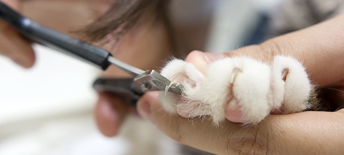 Close-up of tips of cat’s claws being cut.
