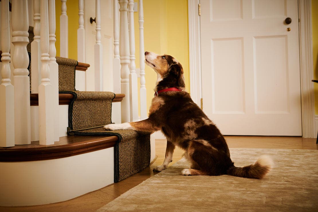 Dog sitting at the bottom of the stairs