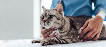 獣医師の腕の中の猫 