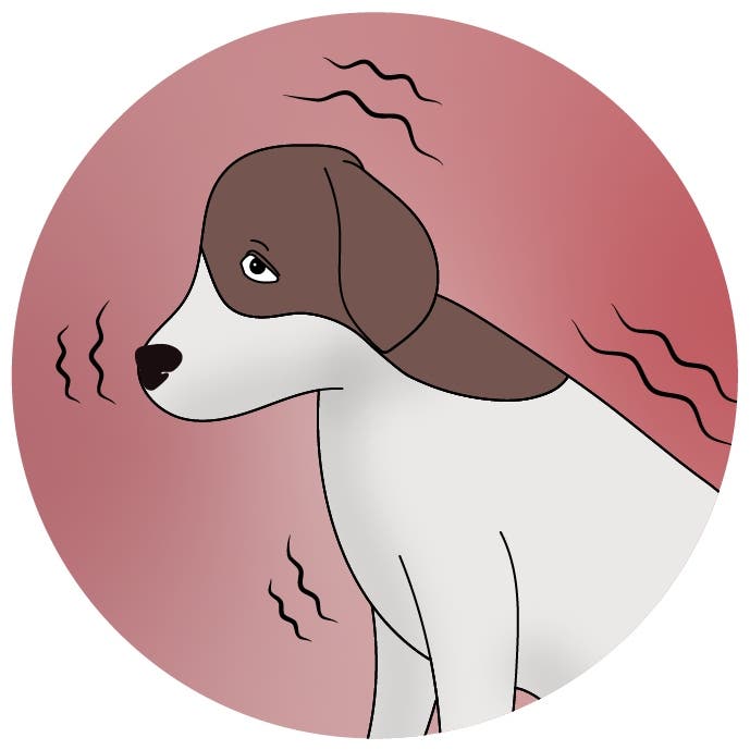 Dogs with ear infections can cower or shiver