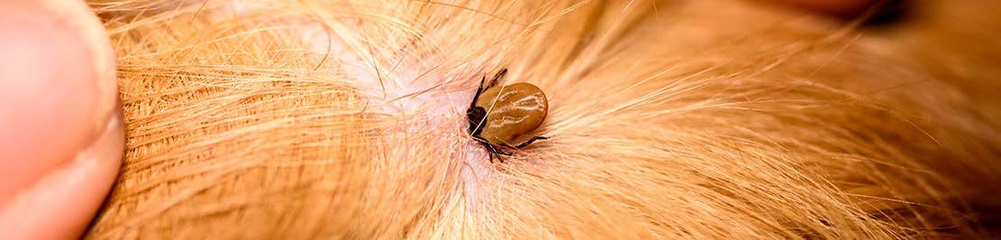 Tick on orange pet