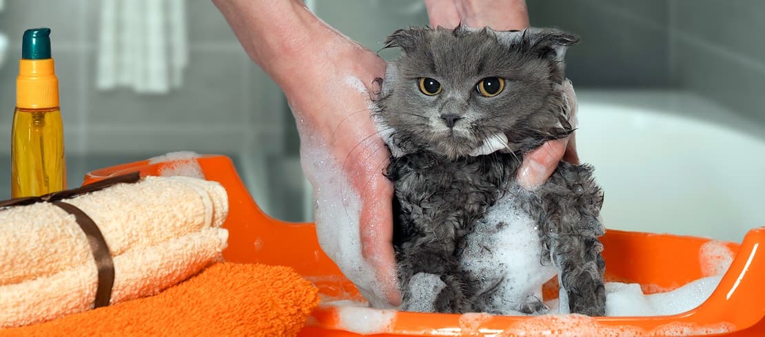 An unhappy cat being scrubbed with soap in an orange baby bathtub. 