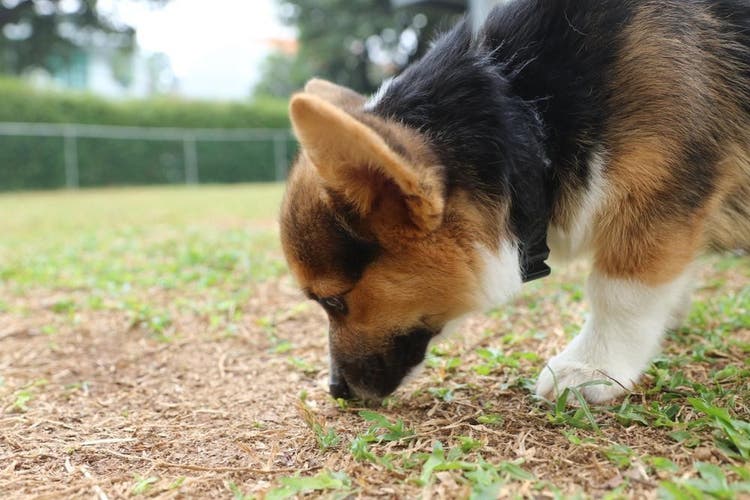 Les vers du chien les plus courants incluent :