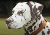 Lungworm case study Daisy the Dalmation