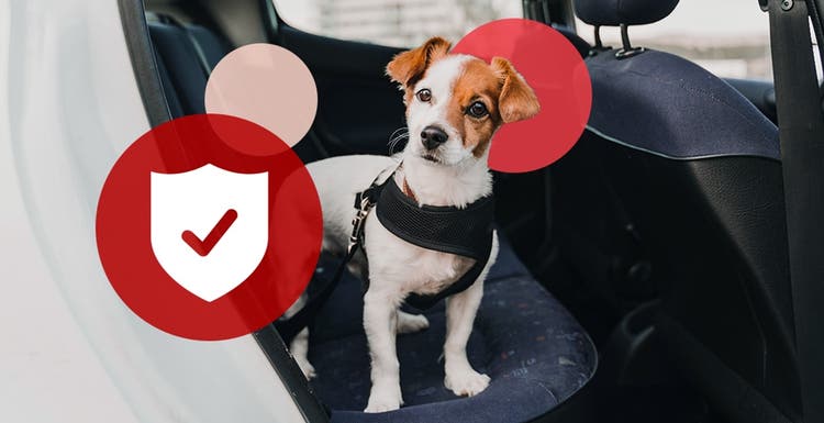 Small dog in the back seat of a car with a checkmark icon