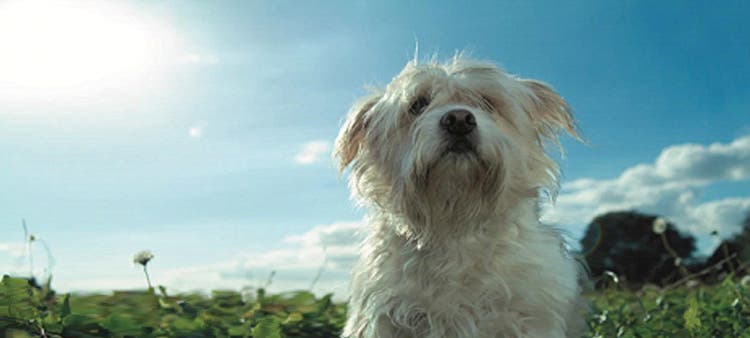 Ældre hund på eng i solskin