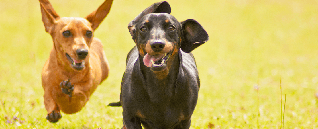 what are dachshunds good for