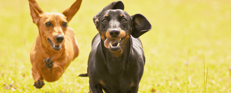 Two happy miniature dachshunds running through a field