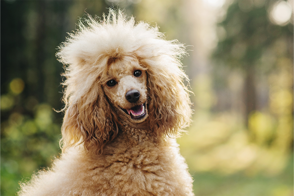 Poedel met fluffy haar