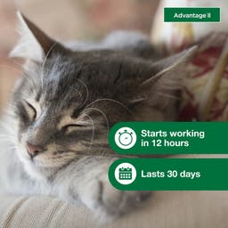 Advantage II starts treating and protection your cat from fleas in 12 hours and lasts for 30 days.