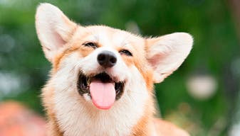 Corgi hund i lys rød, smilende med tungen ud af munden