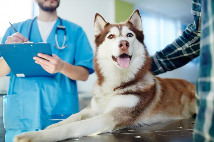 perro en veterinario