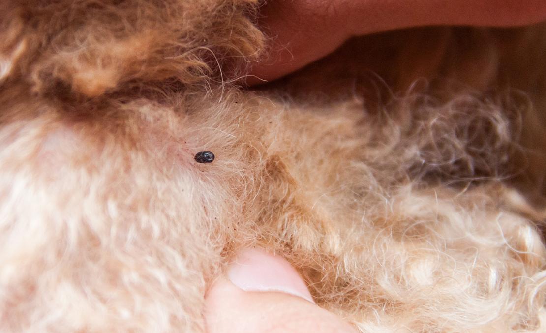 what does embedded tick look like on dog