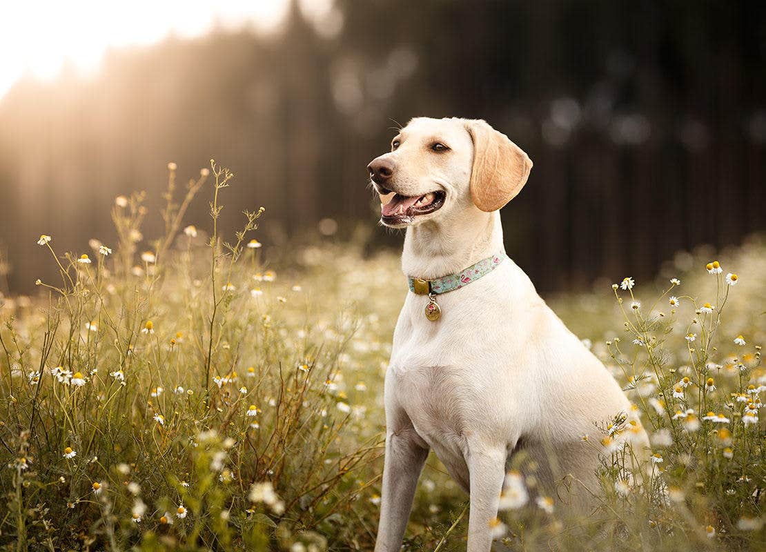  Cão nos campos