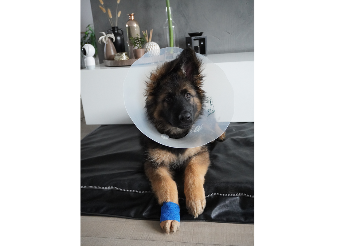 Pup Otto met gebroken teen