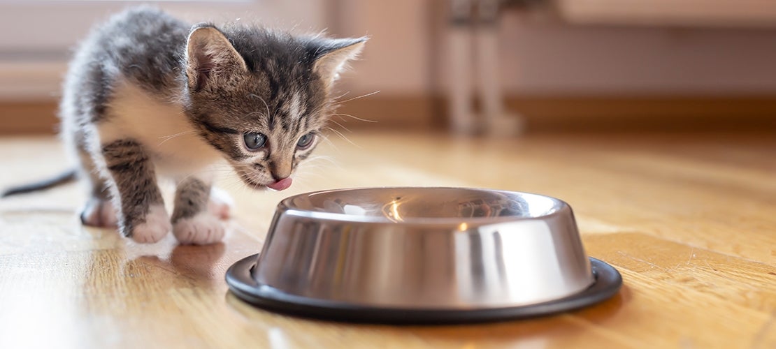 Kitten walking toward and looking at silver food bowl.