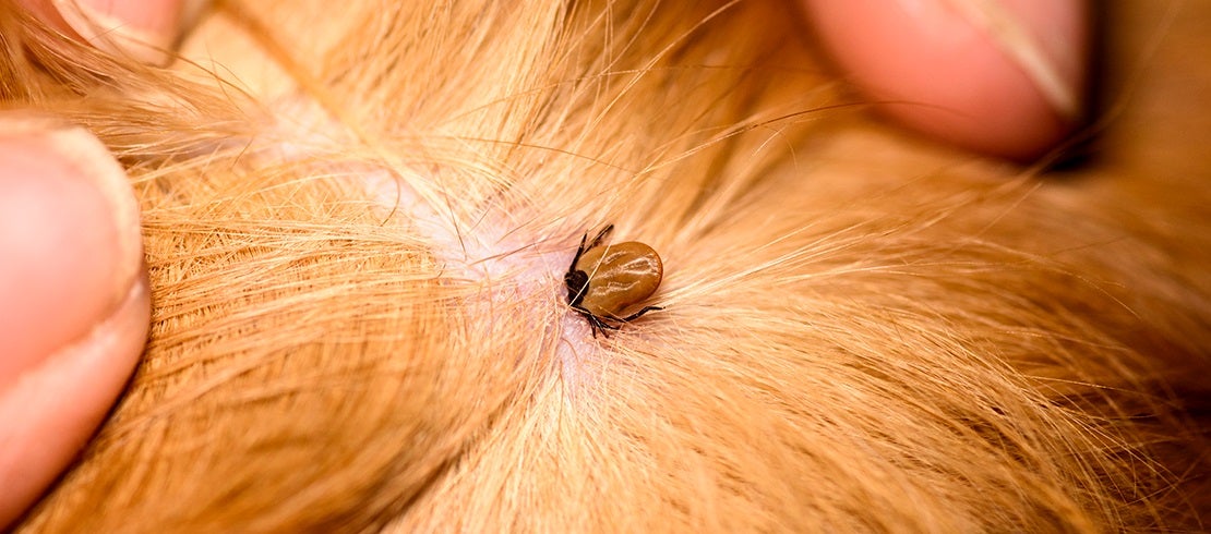 Tick found embedded on a dog after owner looks through fur