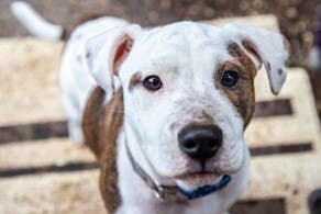 Mon chien mange de la terre 2