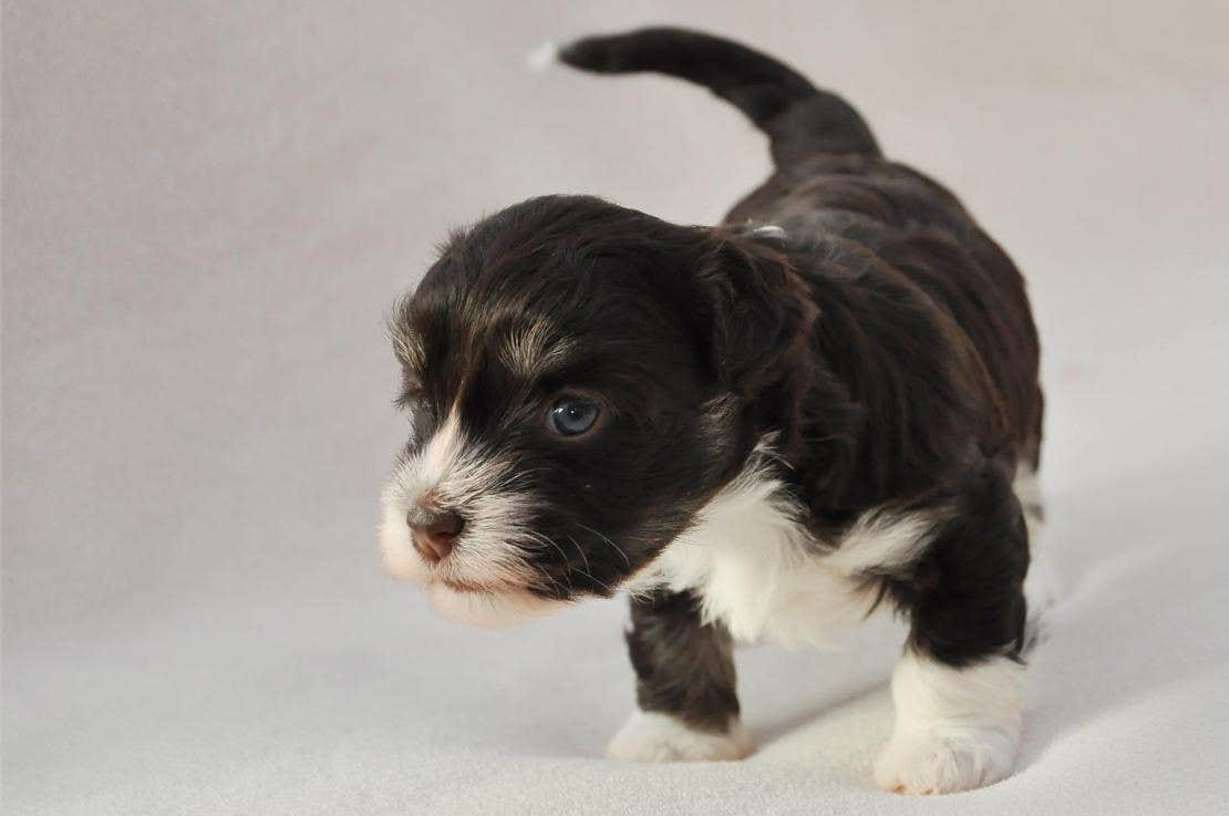 Puppy: week 2-4: can see, hear, walk and talk