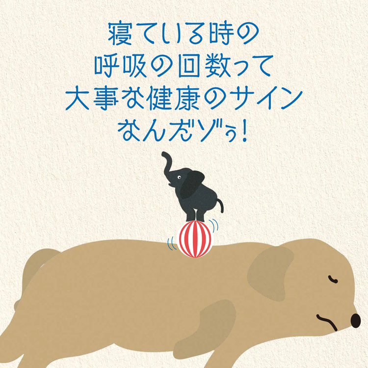 寝ているときの犬の呼吸数を測ってみませんか