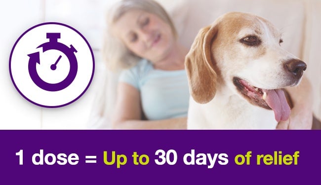 Dog with smiling owner with time icon for Claro one dose dog ear infection treatment that lasts up to 30 days.
