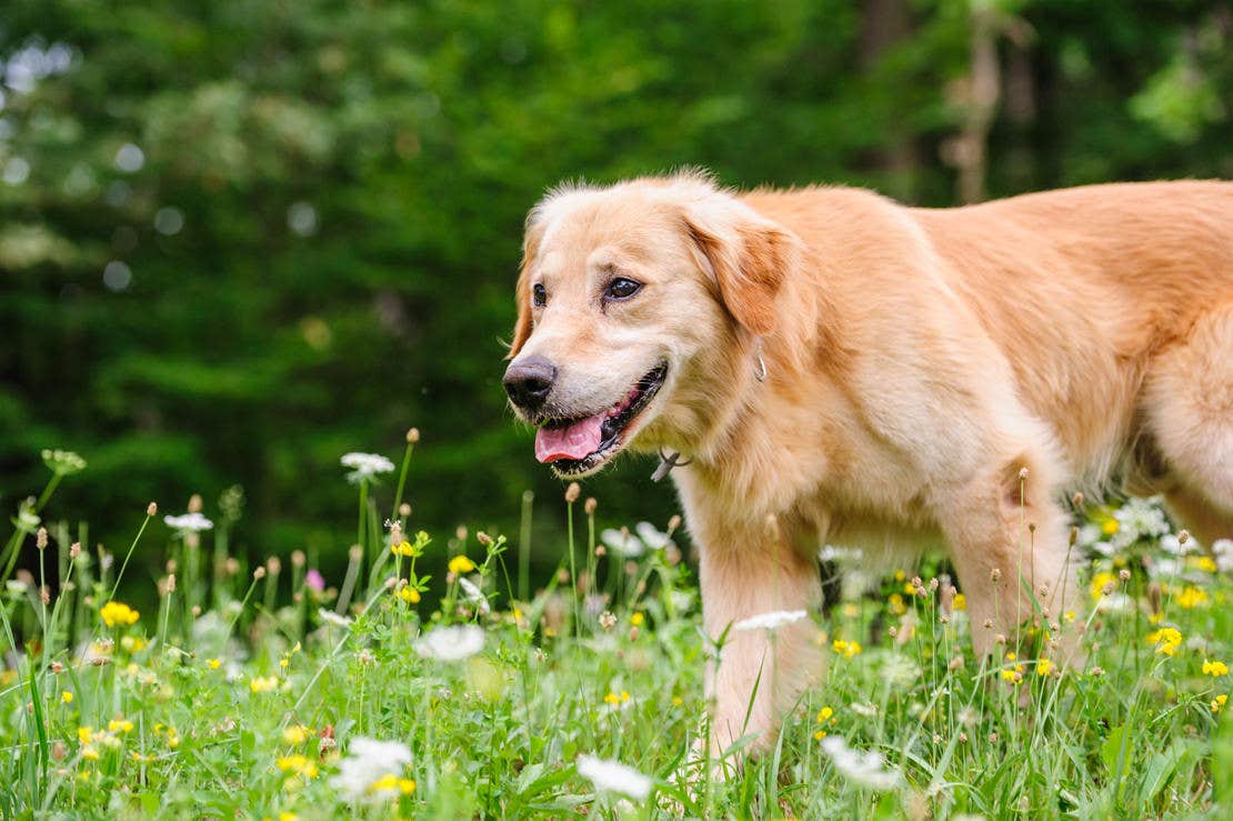 Golden retriever fut egy füves mezőn