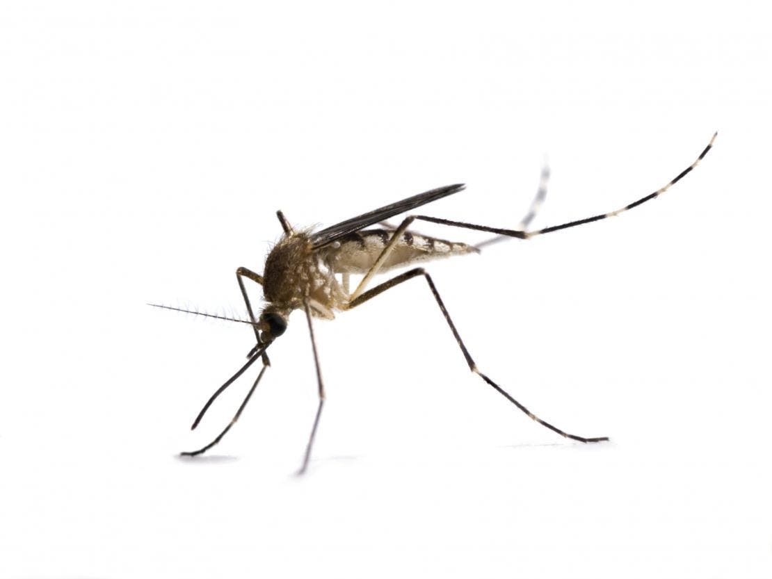 Mosquito parasita para cachorros