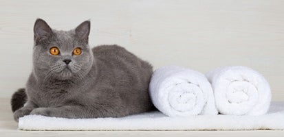 russian-blue-cat-sitting-on-a-towel_1