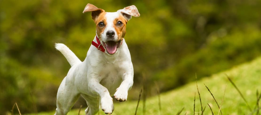 Brown and white dog leaping through the air in a field of grass.