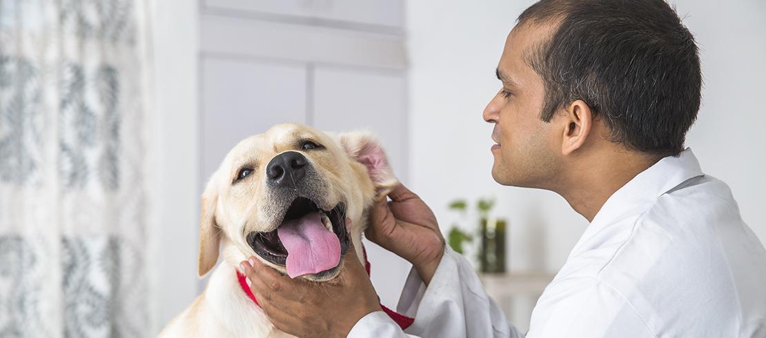 lab-getting-ears-examined-by-vet