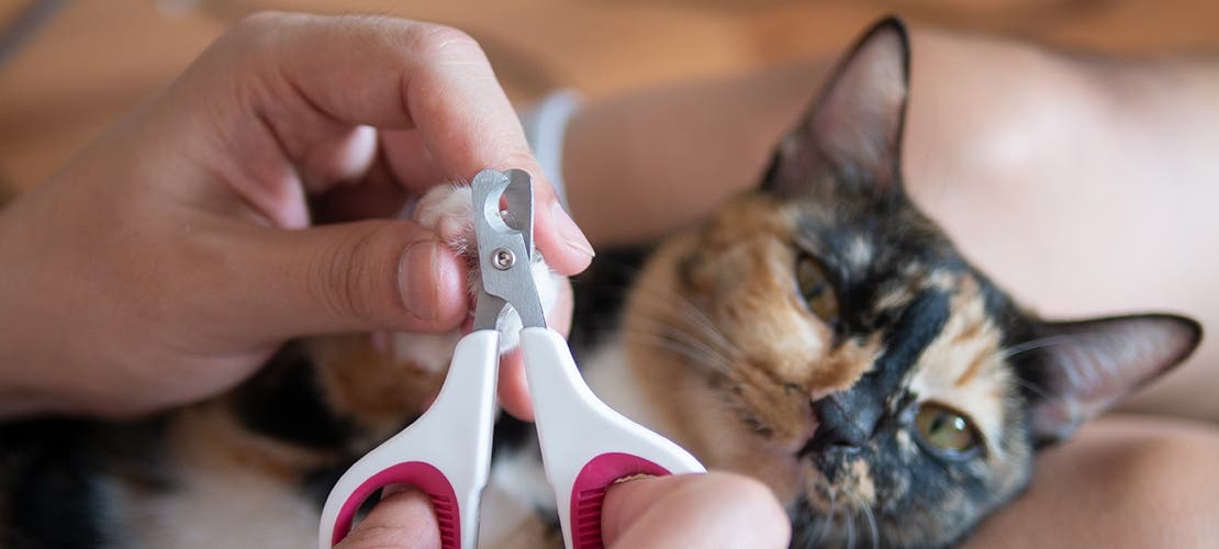 A calico cat letting owner cut its nails. 