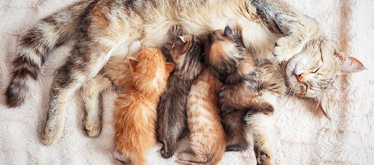 happy cat with kittens