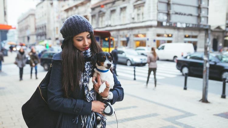 jak psy czują sie w dużych miastach