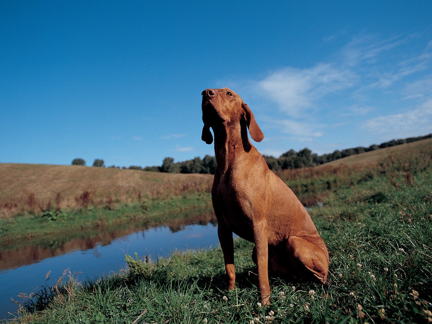 Dog sitting in a field near a pond