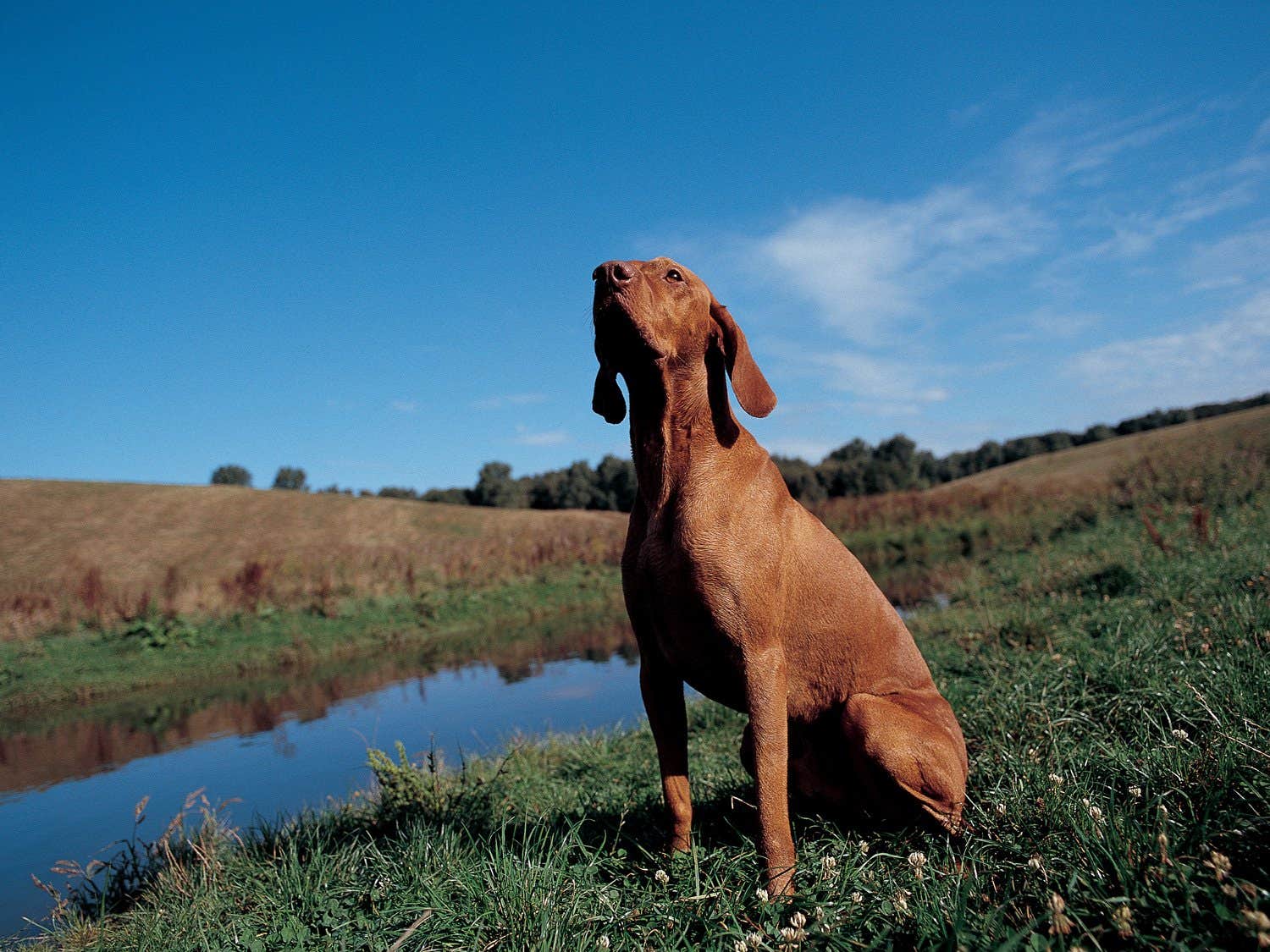 Dog sitting in a field near a pond