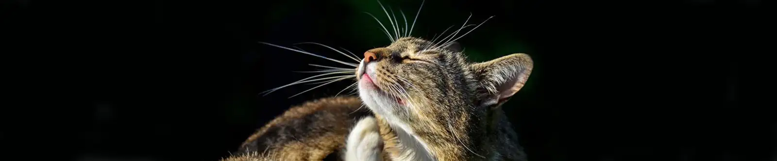 Tabby cat scratching fleas