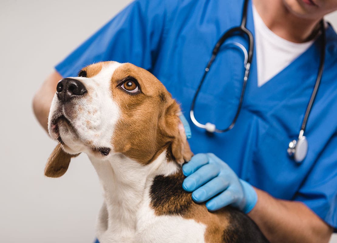 Veterinarian examines Beagle