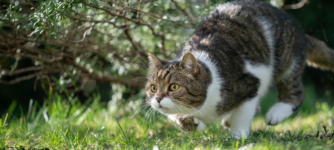 Katten jagar under en buske