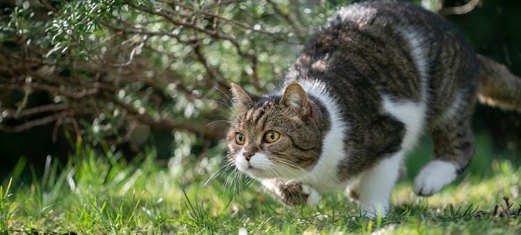 Katten jagar under en buske