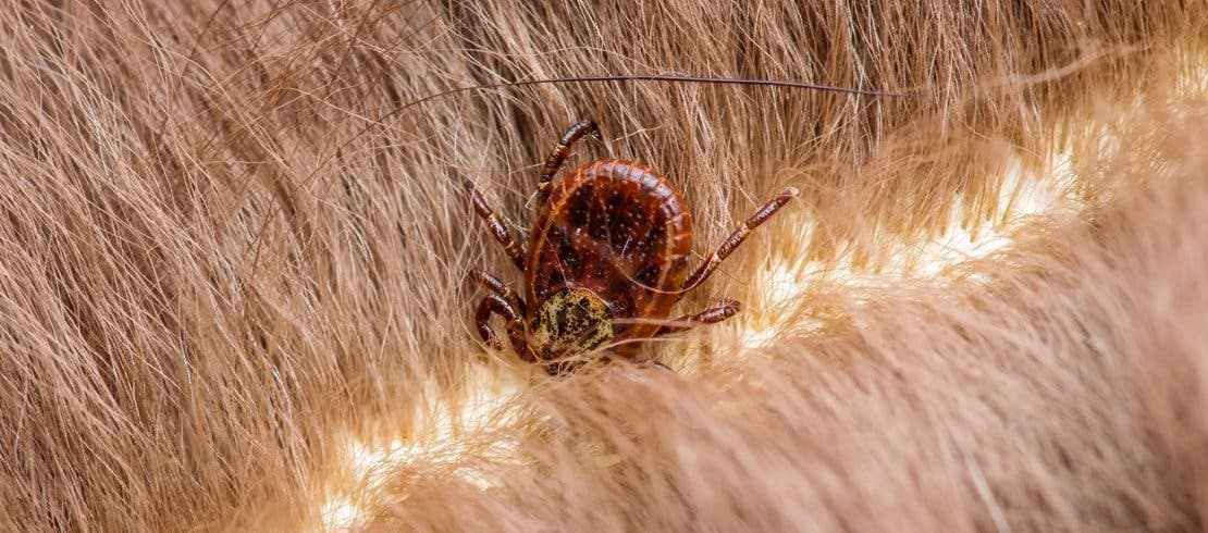 Tick embedded in dog’s fur