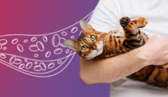 Chronic Kideny disease in cats